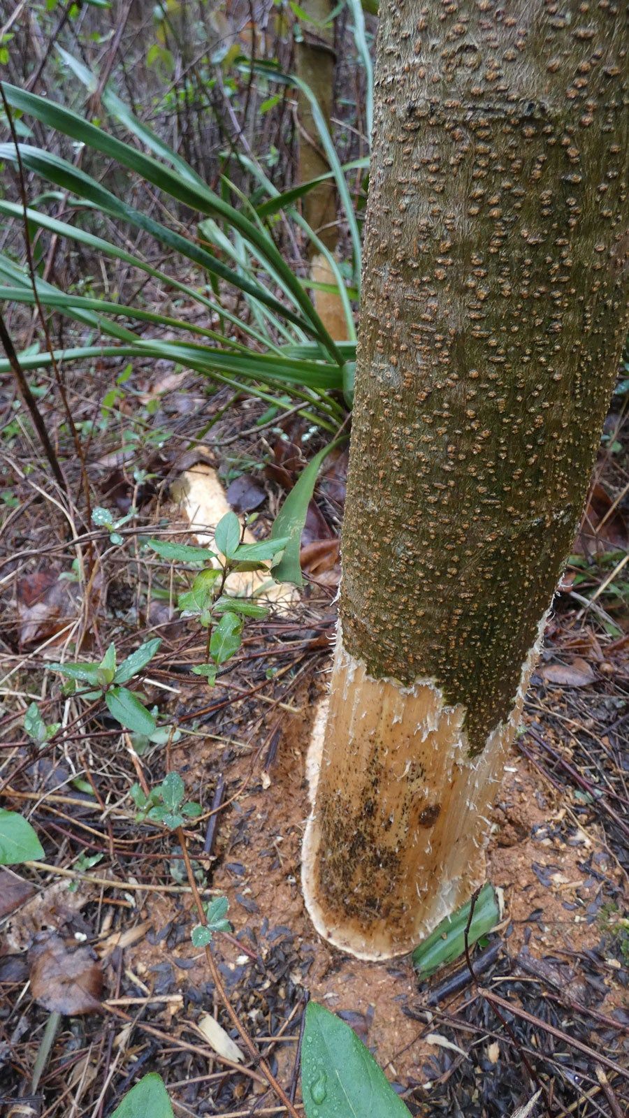 Tree With Damage From Rodents