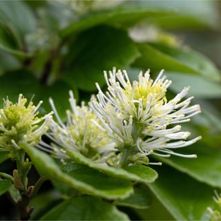 Closeup of flowering mountain witch alder shrub