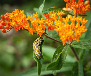 Monarch caterpillar on leaf of milkweed plant