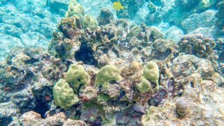 An underwater scene snapped by TG writer Dan Bracaglia while snorkeling in Hawaii showing coral and a variety of small fishes