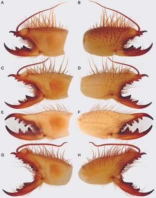 An up-close view of the jaws of camel spiders in the family Solpugidae.