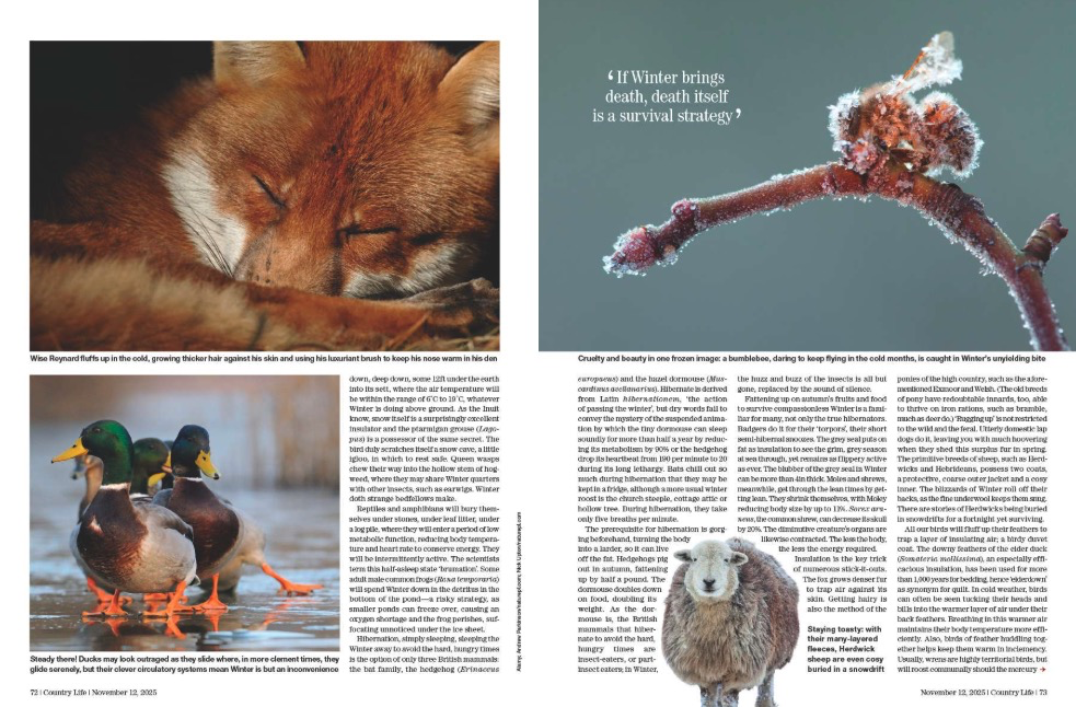 Spreads from Country Life 12 November 2025