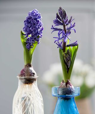two blue hyacinths growing in bulb forcing vases