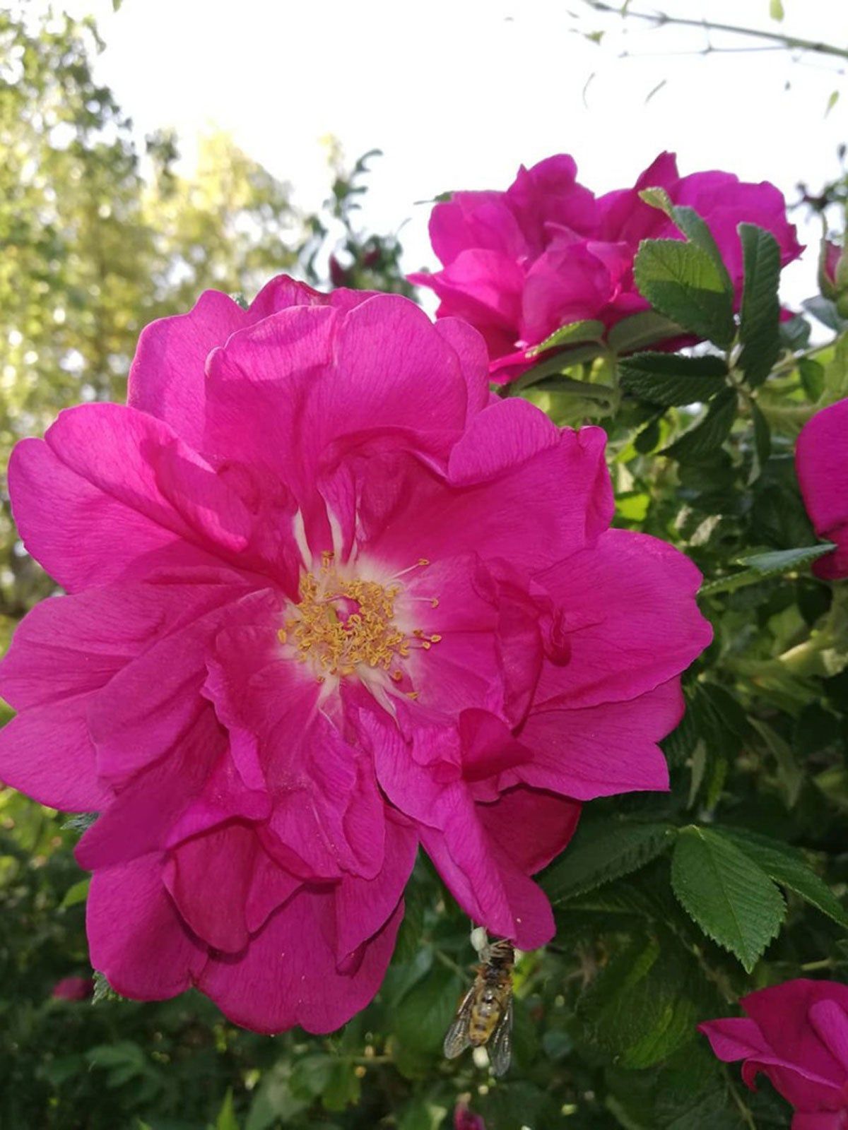 Pink Rose Plant