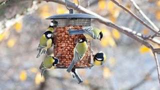A bird feeder with seven birds feeding on it
