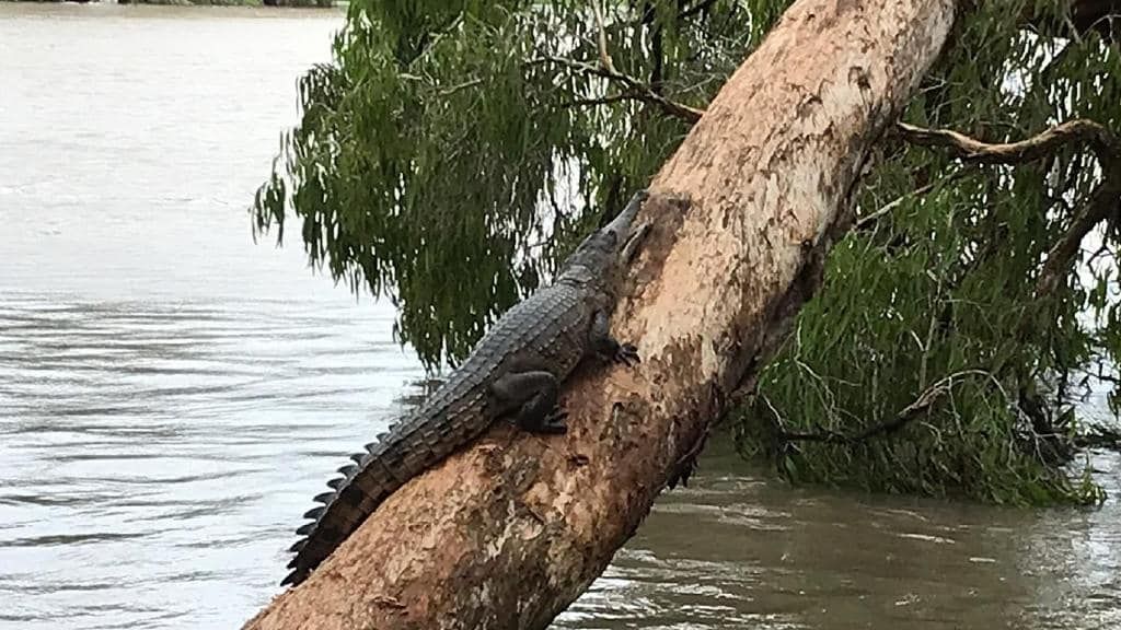 Townsville 6