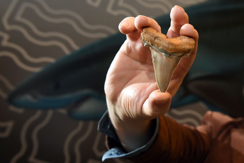 Mega-shark teeth discovered in Australia. 