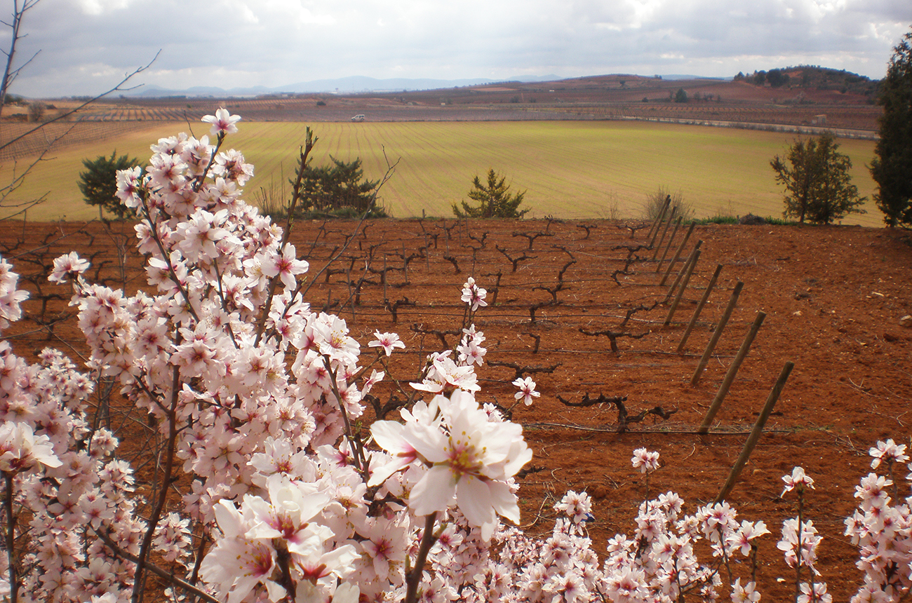 VeradeEstenas_almendro_vinedo.jpg