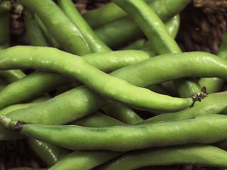 Photo of Broad beans