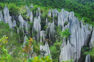 the stone pinnacles of Mulu National Park in Malaysia