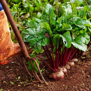 beetroot in a vegetable plot with a man's welly boot and garden pitchfork - Martin Harvey - GettyImages-85307956