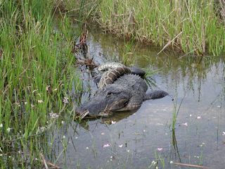 Alligator and Python