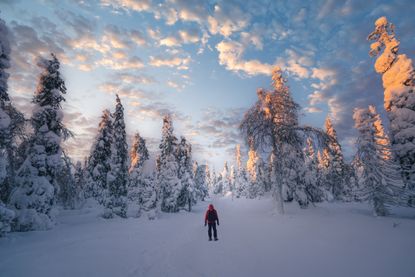 A man snowshoes at sunset through a forest of snow-covered trees