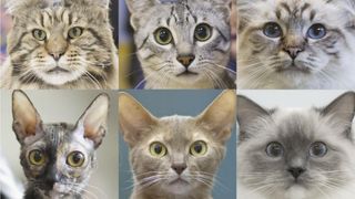 Cat characteristics: Images of six different cats