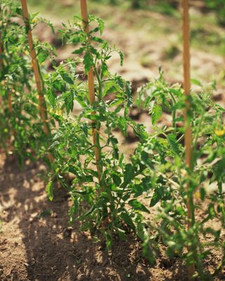 staked tomato plants