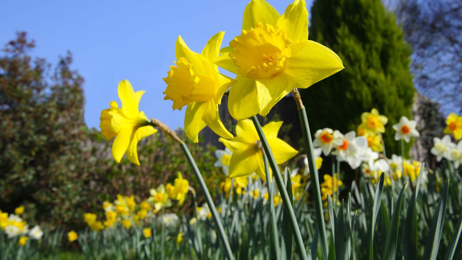 When to fertilize daffodils and the best feeds to use