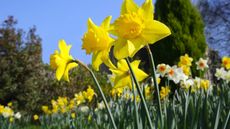 Daffodils blooming in a garden in spring sunshine