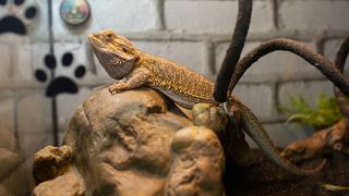 Reptile in terrarium warmed by one of the best reptile heating pads