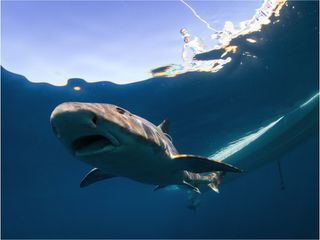 Underwater view, leopard shark navigation