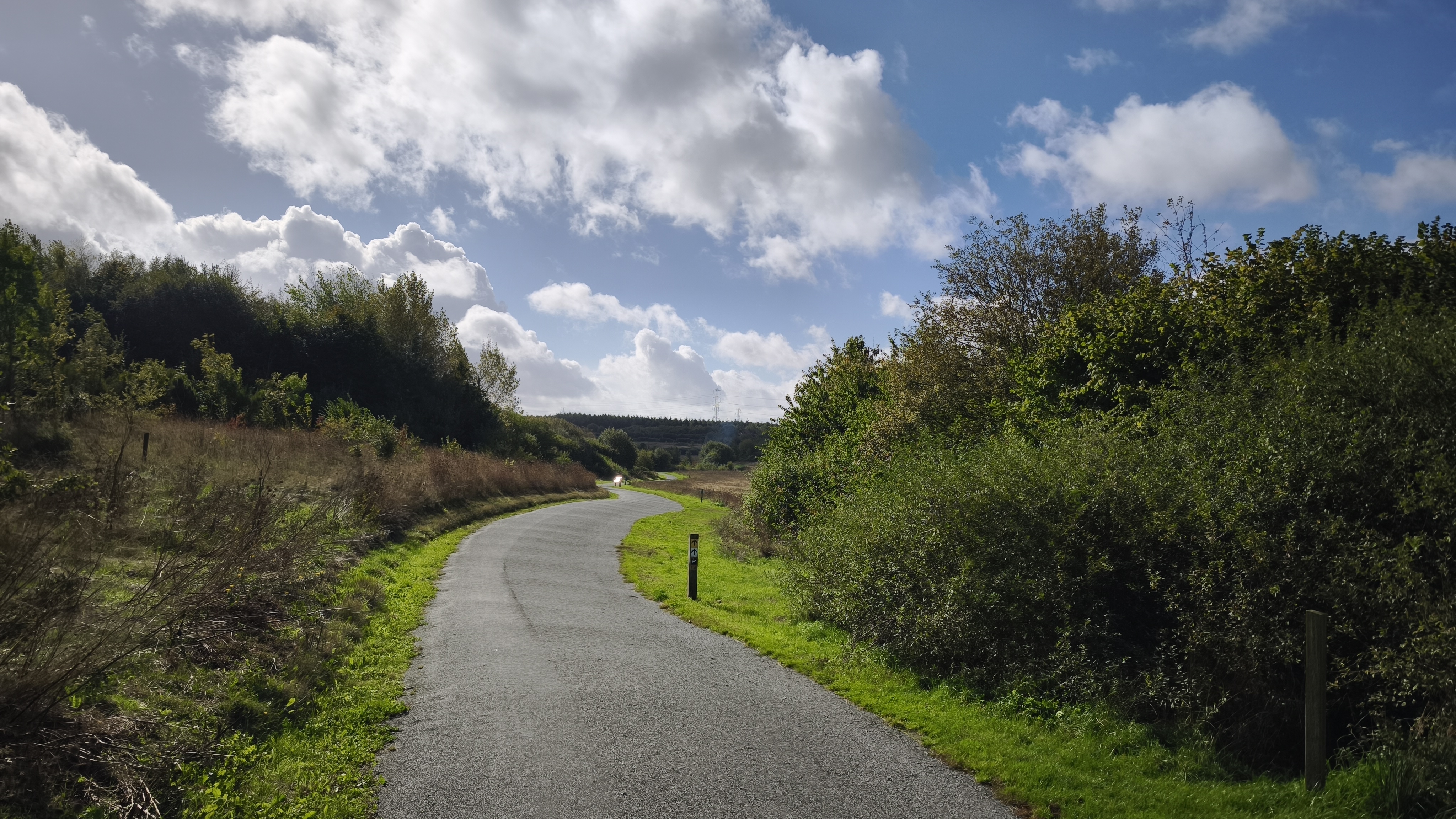 A path winds between bushes and grasses of different vibrant greens