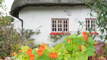 nasturtium growing in front of cottage