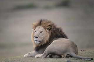 A lion relaxes on the grass.