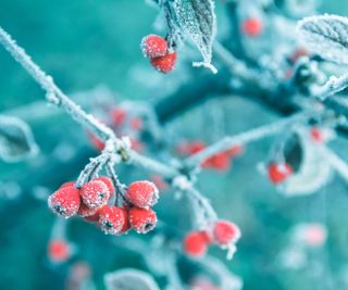 Holly leaves and berries covered in winter frost