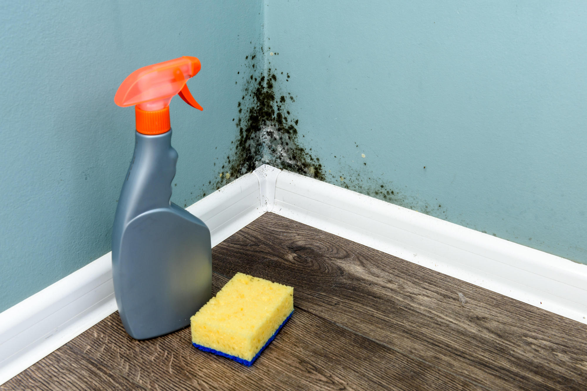 How to get rid of black mold 6 expert tips to remove mold at home