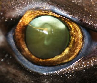 The eyes of lantern sharks (like that of the velvet belly lantern shark, shown here) contain a transparent region in the upper socket that may help the sharks change their eyes' illumination.