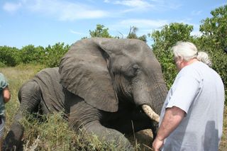 Professor Paul Manger approaches one of the tagged elephants in Botswana's Chobe National Park.