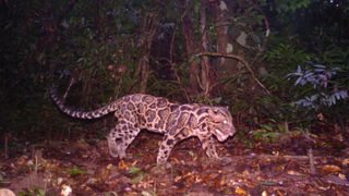 A Sundra spotted leopard walking in a forest at night.