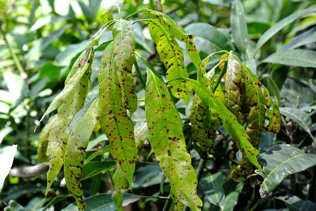 Leaves of a mango tree infected with anthracnose