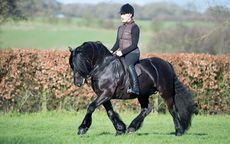 Townend Schubert - Beedon Common. Newbury, Berkshire, United Kingdom - 15 January 2016