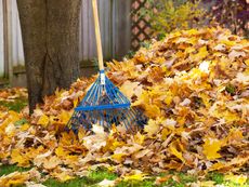 Golden yellow leaves from a maple tree have been swept into a pile with a blue rake.