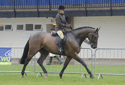 Union Hall ridden by Loraine Homer, champion of the four year old ridden hunter class at East Of England Show in July 2012