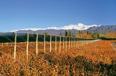 Bodega-Terrazas-de-los-Andes-in-Argentina