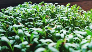 how to grow watercress from seed