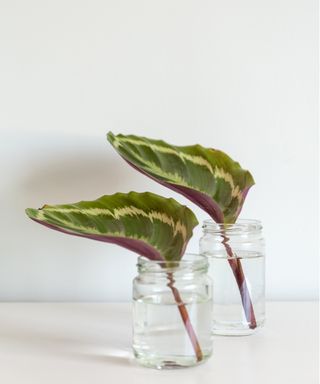 Calathea cuttings in water