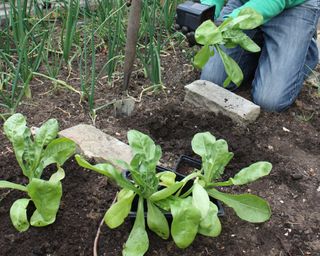 Planting Calendulas in early summer