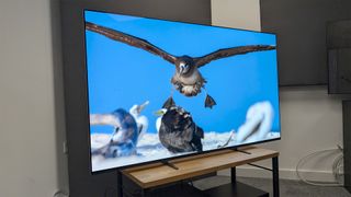 The 65-inch Sony Bravia 8 OLED TV on a TV stand. On screen is a bird flying above other birds in a nature documentary.