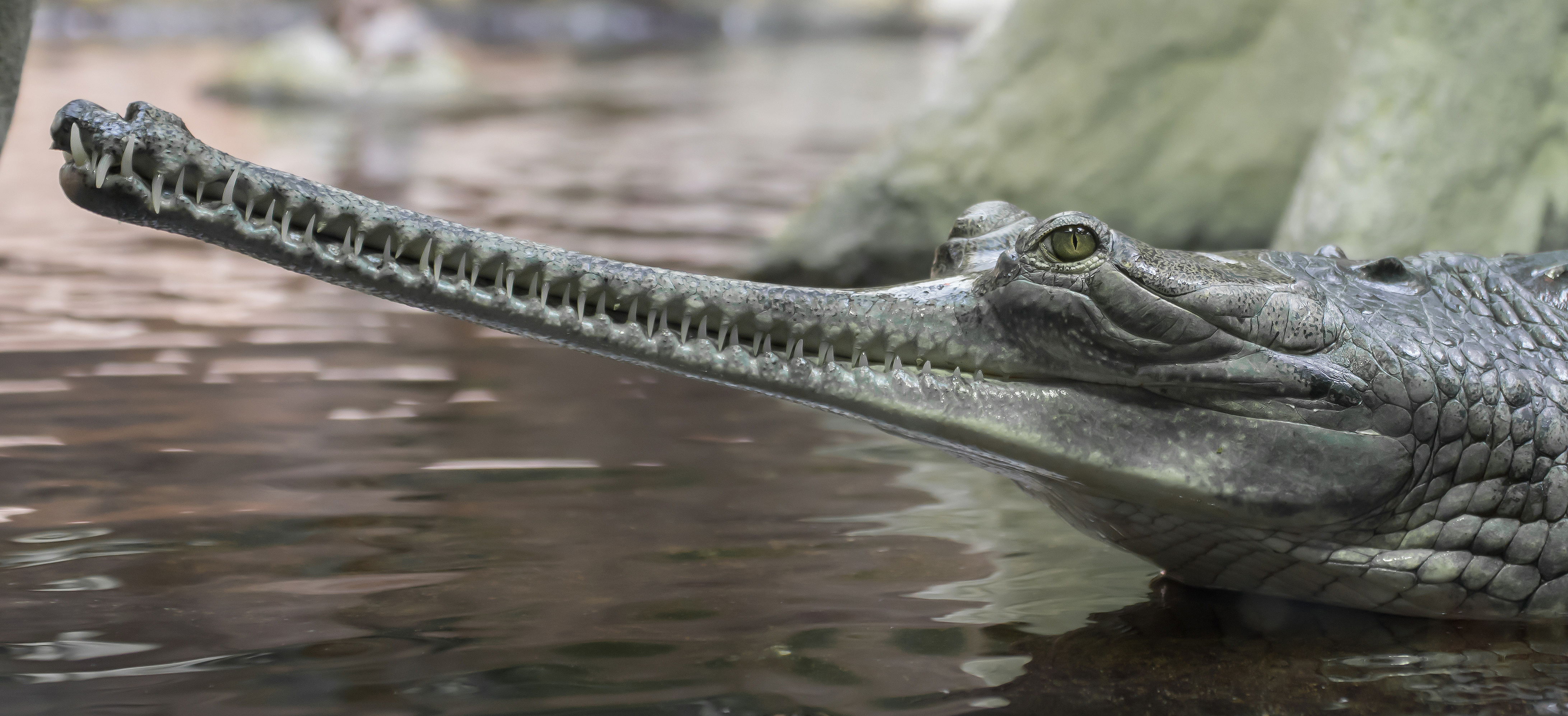 a gharial with a long snout pointed to the left.