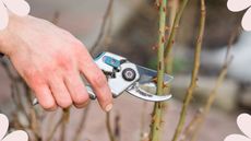 picture of woman cutting rose bush stems with pair of secateurs