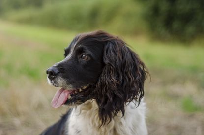 Springer spaniel