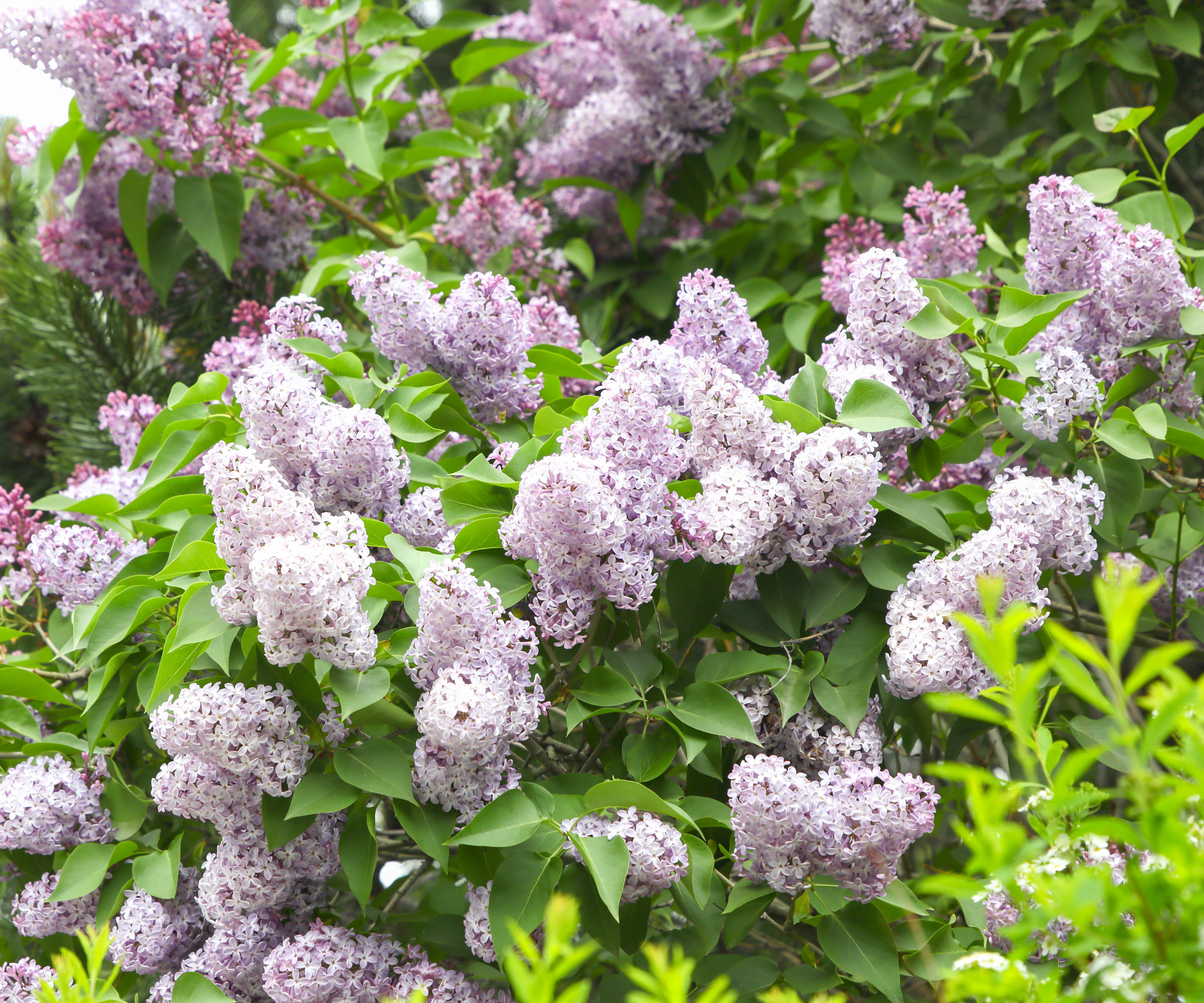 lilac shrub with large pale purple flower heads