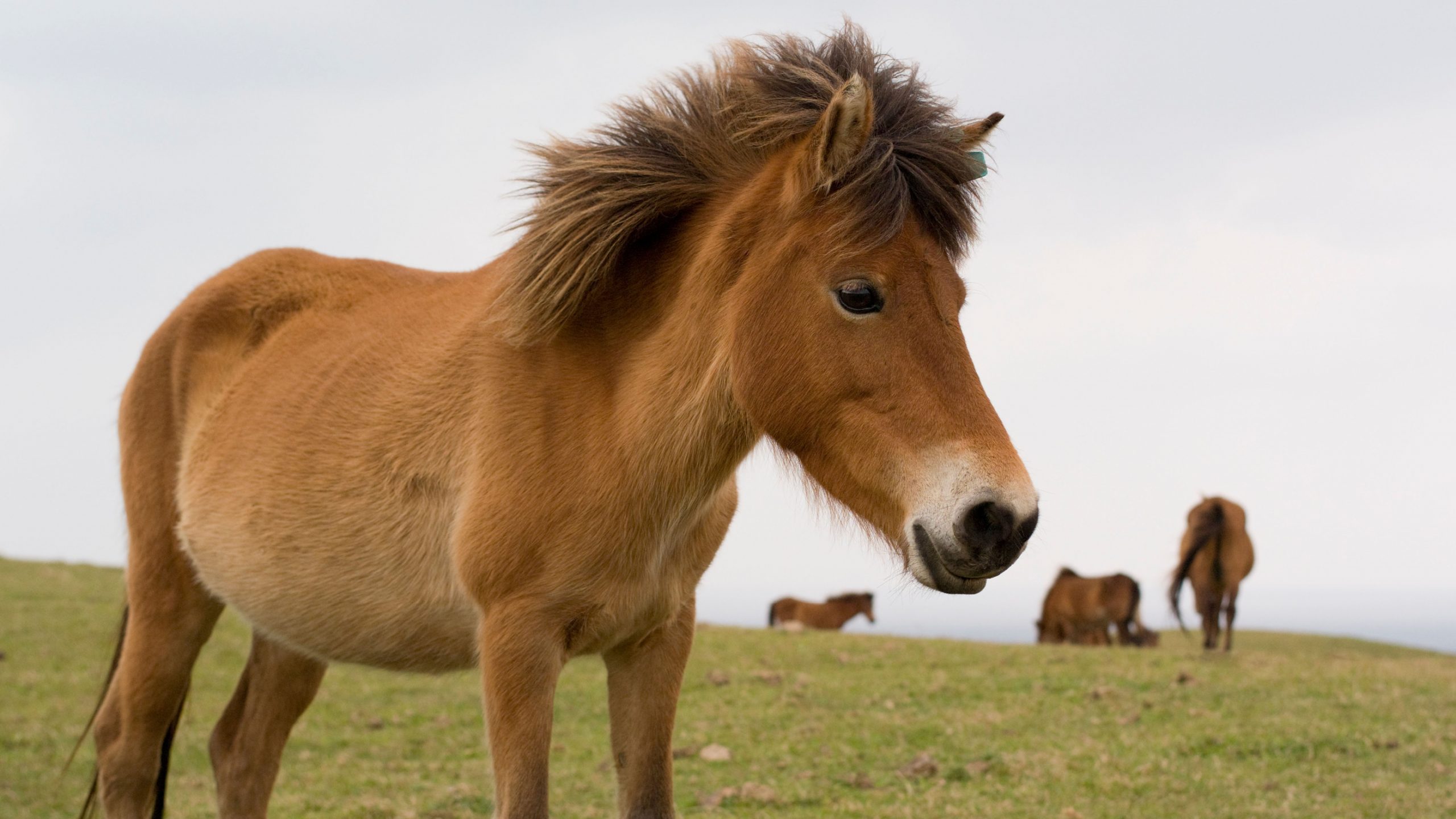 Smallest horses in the world: Yonaguni Pony