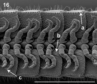 Scientists crowned the species as the leggiest in the animal kingdom (some of its wiggling limbs shown here), beating out a related species in Puerto Rico with 742 legs.