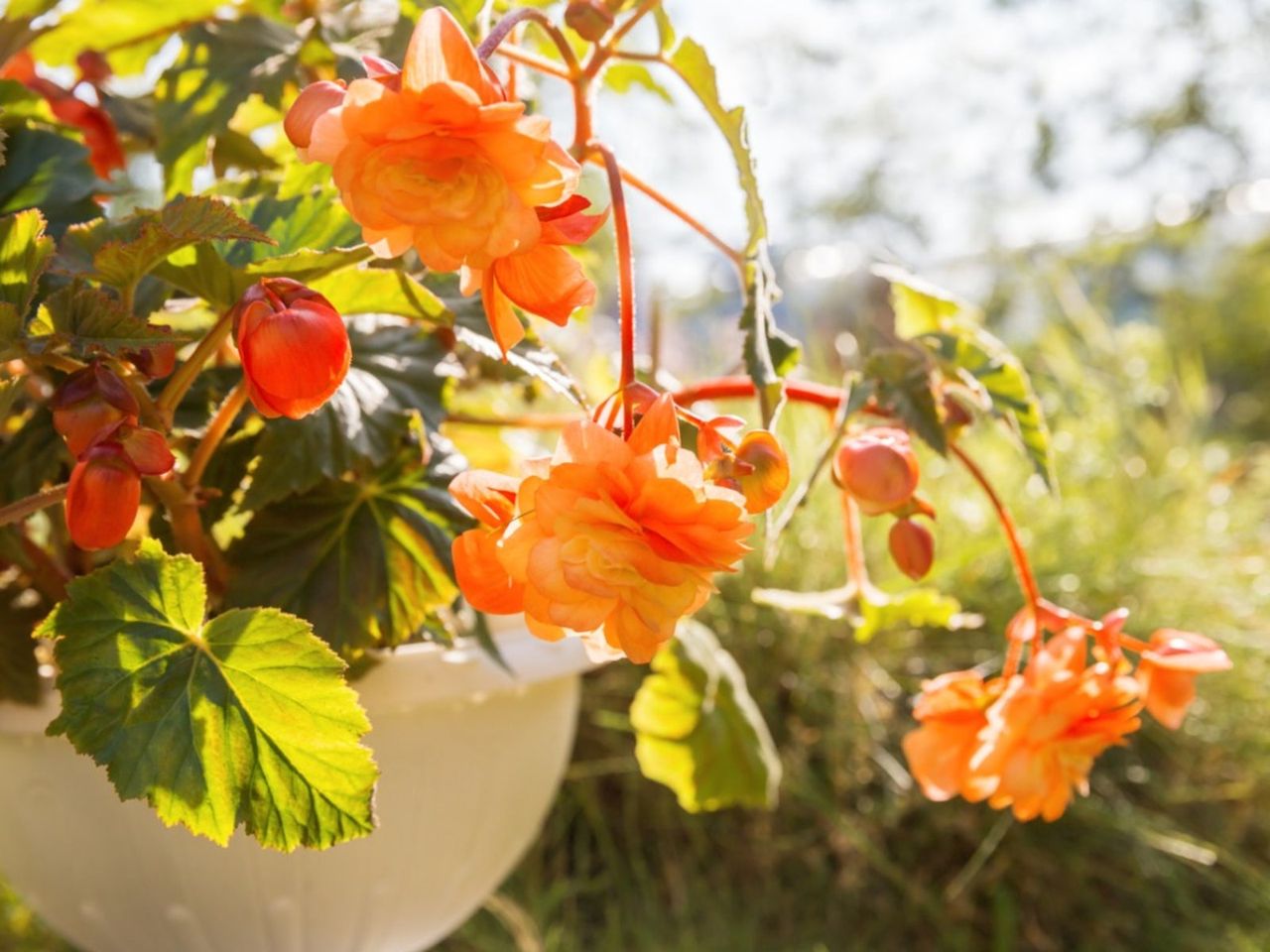 Orange Flowering Container Plant