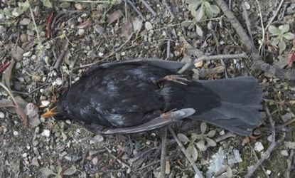 A dead blackbird