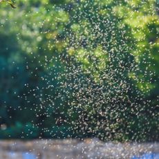 Midges swarm