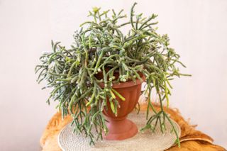 Indoor potted plant Rhipsalis horrida. Epiphytic plants in the cactus family, typically known as mistletoe cacti